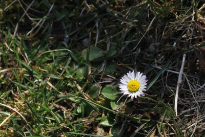 Tiny Dirt Flowers!
